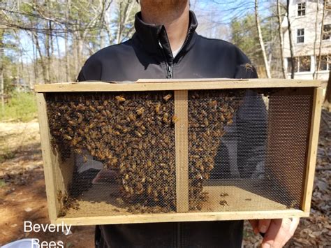 queen bees for sale near me 2021